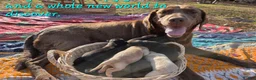 Labrador Retriever dogs for sale: yellow female 3 - Ad 1