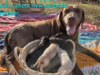 Labrador Retriever dogs yellow female 3 - Ad 7