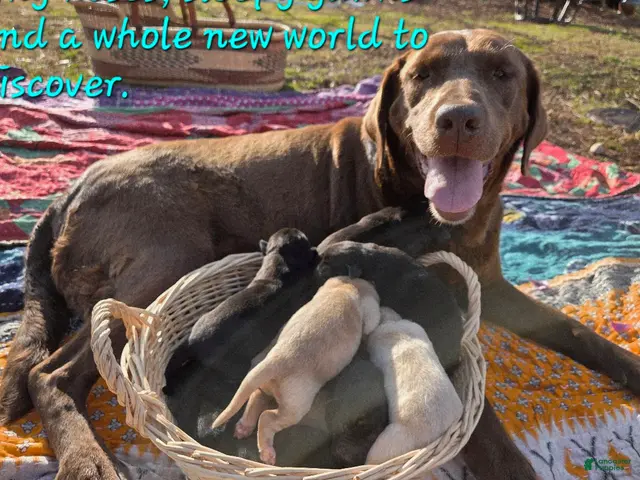 Labrador Retriever dogs for sale: yellow female 3 - Ad 13