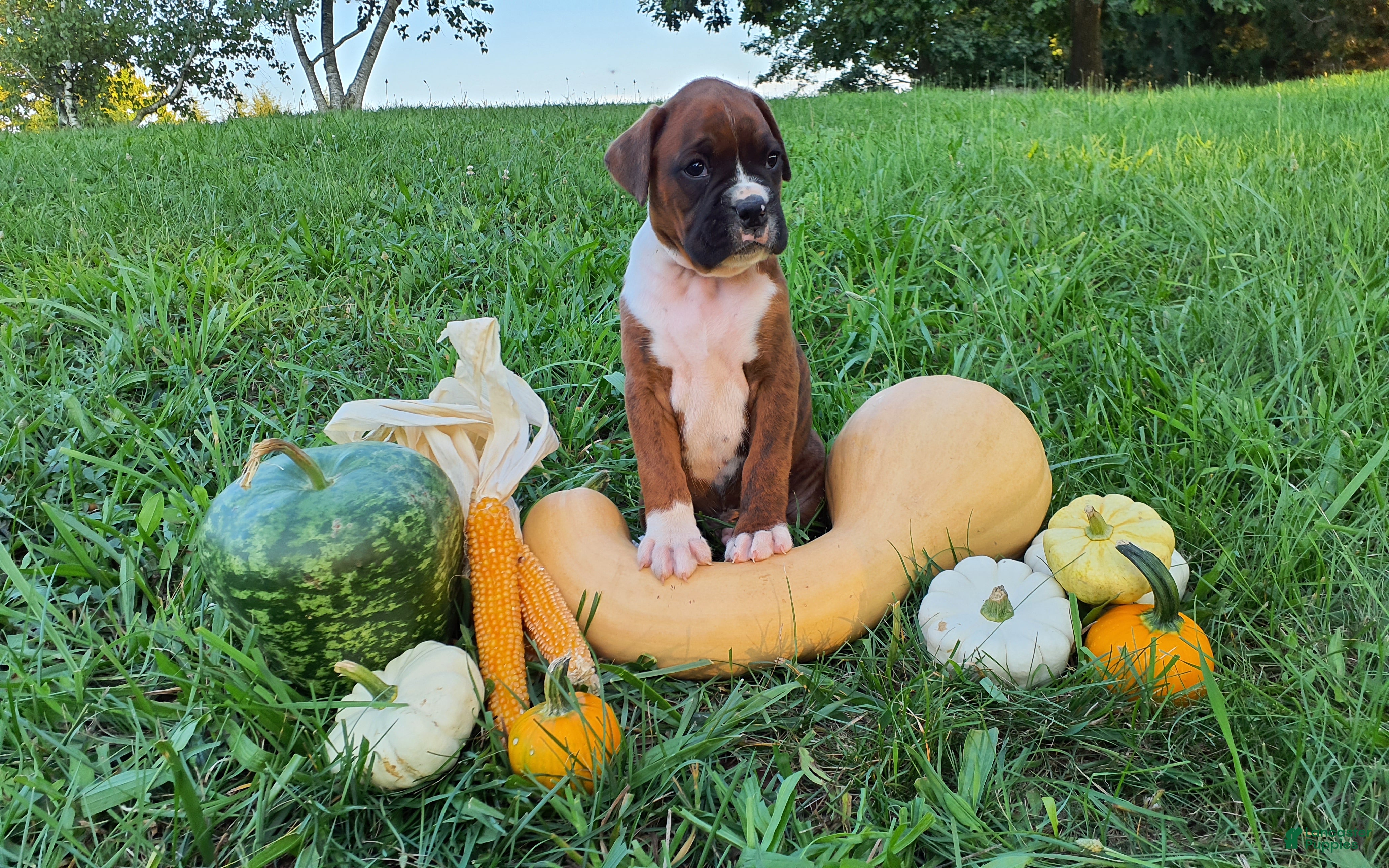 Boxer dogs Balto AKC - Ad 2