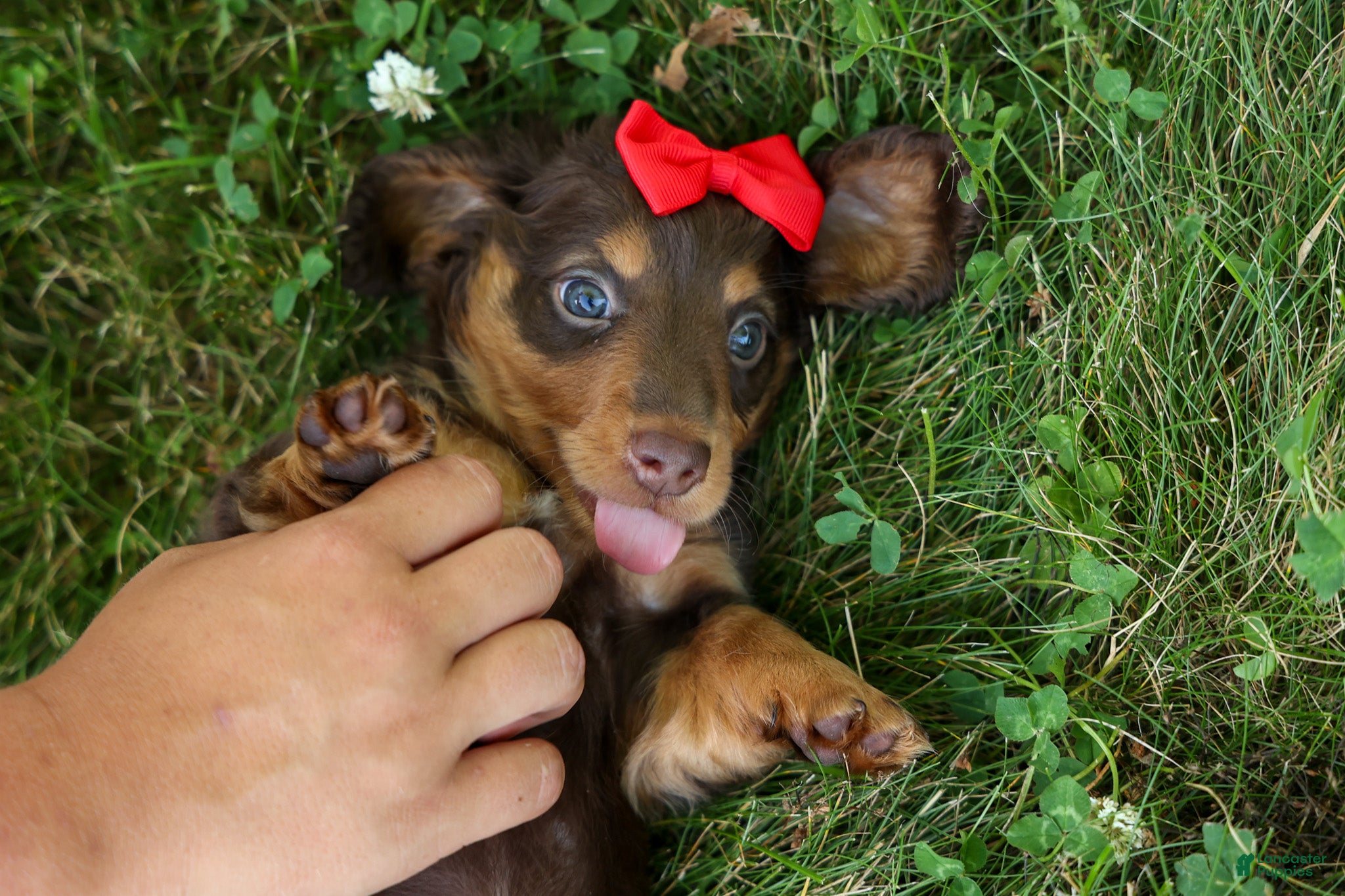Miniature Dachshund dogs MURPHY - Ad 2