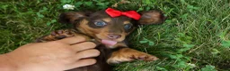 Miniature Dachshund dogs for sale: MURPHY - Ad 2