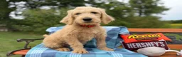 Labradoodle dogs for sale: Carol (Girl) - Ad 6