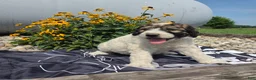 Mixed Breed dogs for sale: Conner - Ad 8