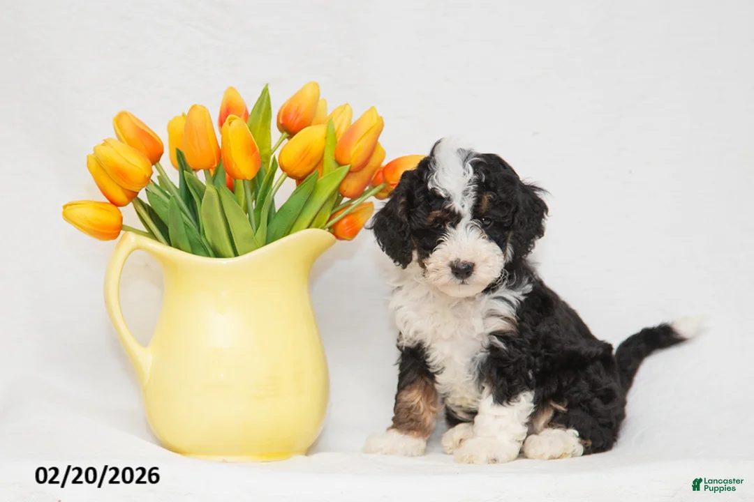 Mini Goldendoodle dogs for sale: Ashley - Ad 1