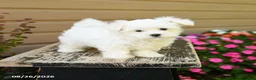 Maltese dogs for sale: Carter - Ad 3