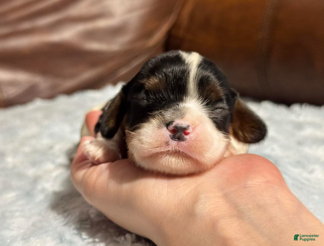 Cavalier King Charles Spaniel dogs for sale: Ziggy - Ad 6