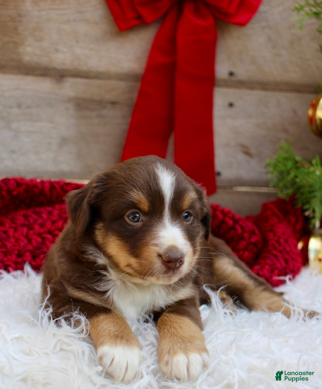 Miniature Australian Shepherd dogs for sale: Gracie  - Ad 5