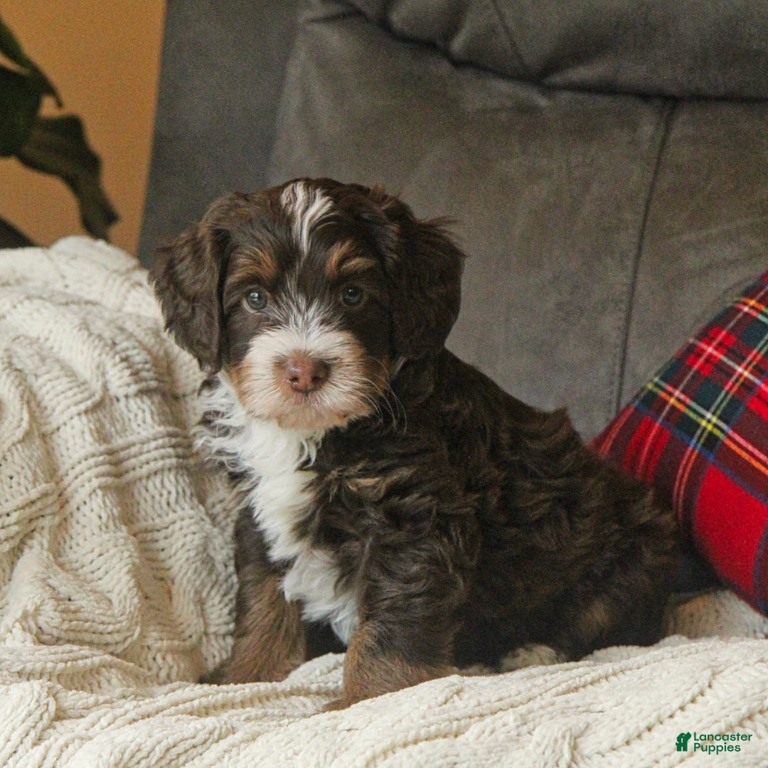 Bernedoodle dogs for sale: Louie Macario - Ad 3