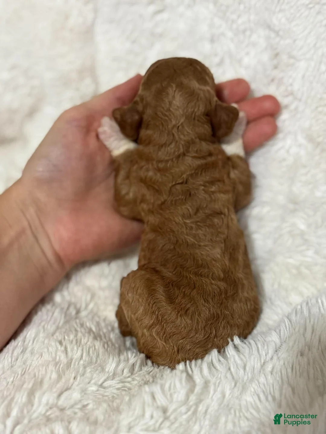 Cavapoo dogs for sale: Ruby - Ad 2