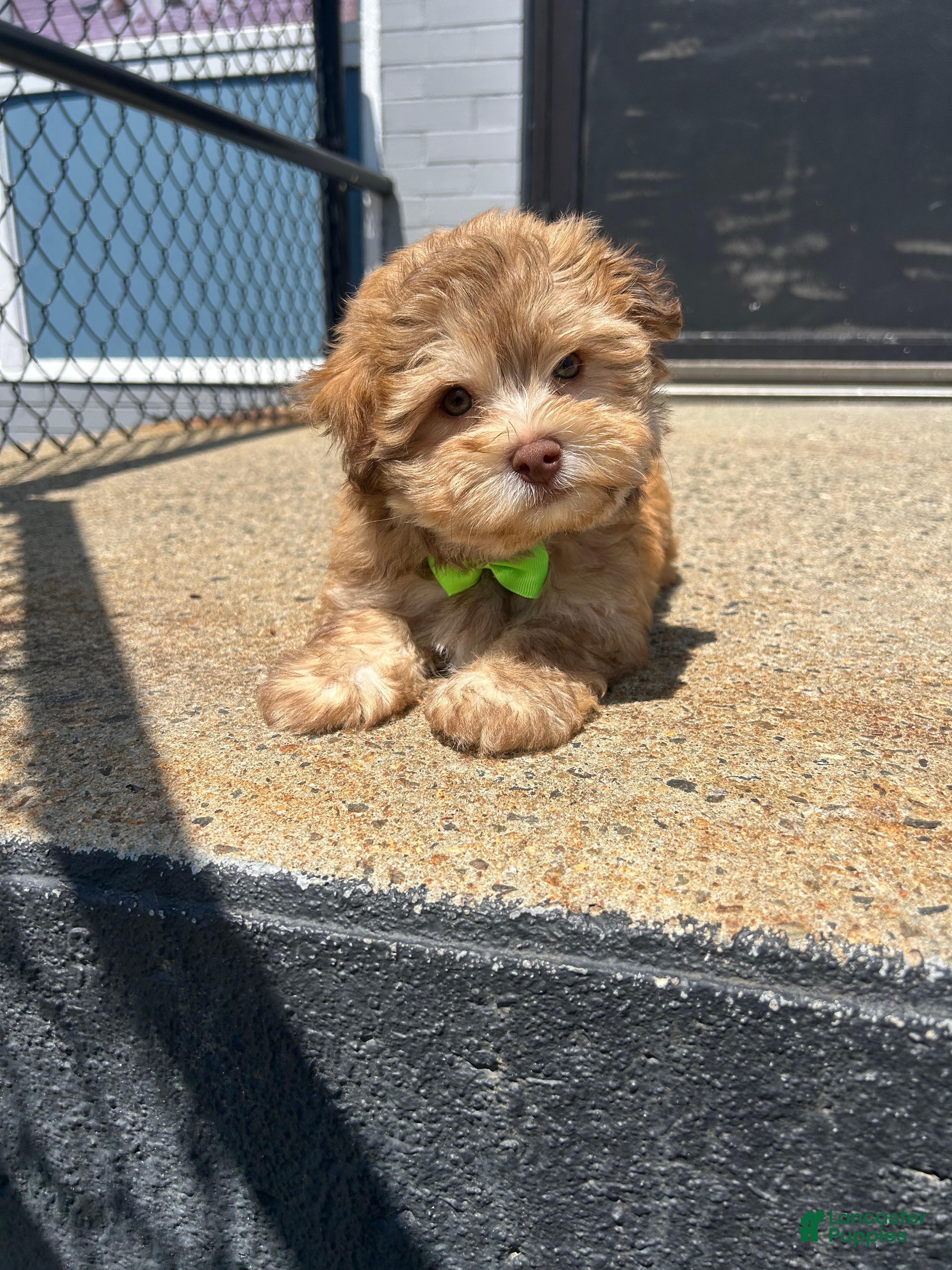Havanese dogs Havanese 2 - Ad 42