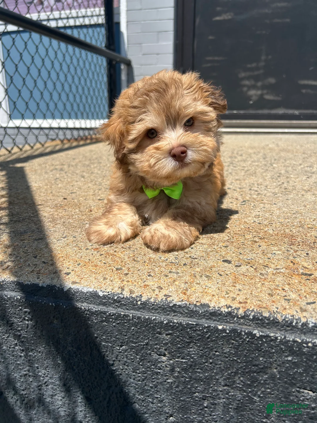 Havanese dogs for sale: Havanese 2 - Ad 1