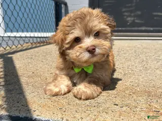 Havanese dogs Havanese 2 - Ad 1