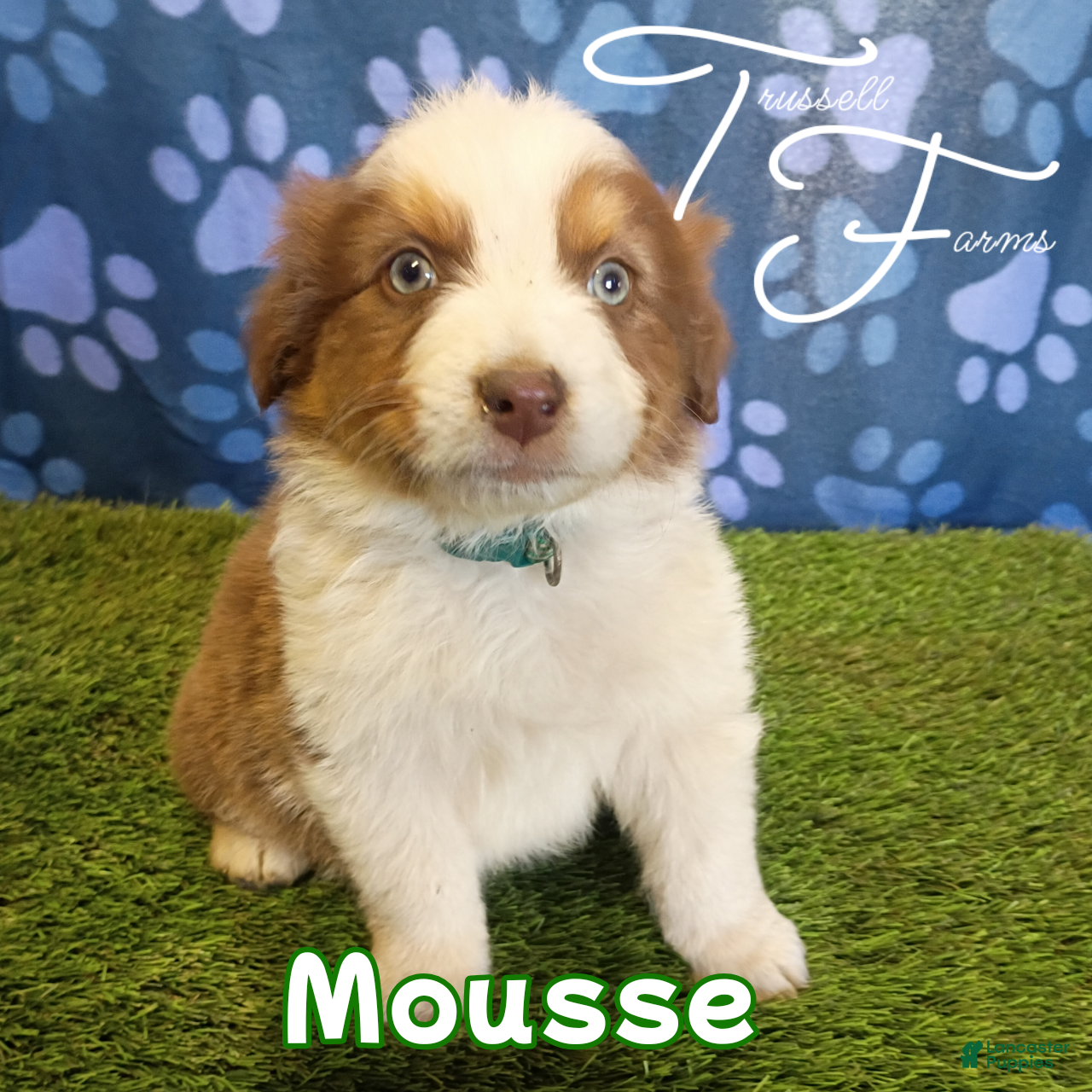 Australian Shepherd dogs Mousse - Ad 1