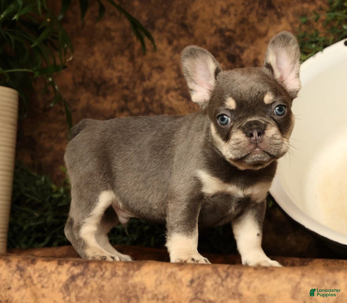 French Bulldog dogs Lenny - Ad 1