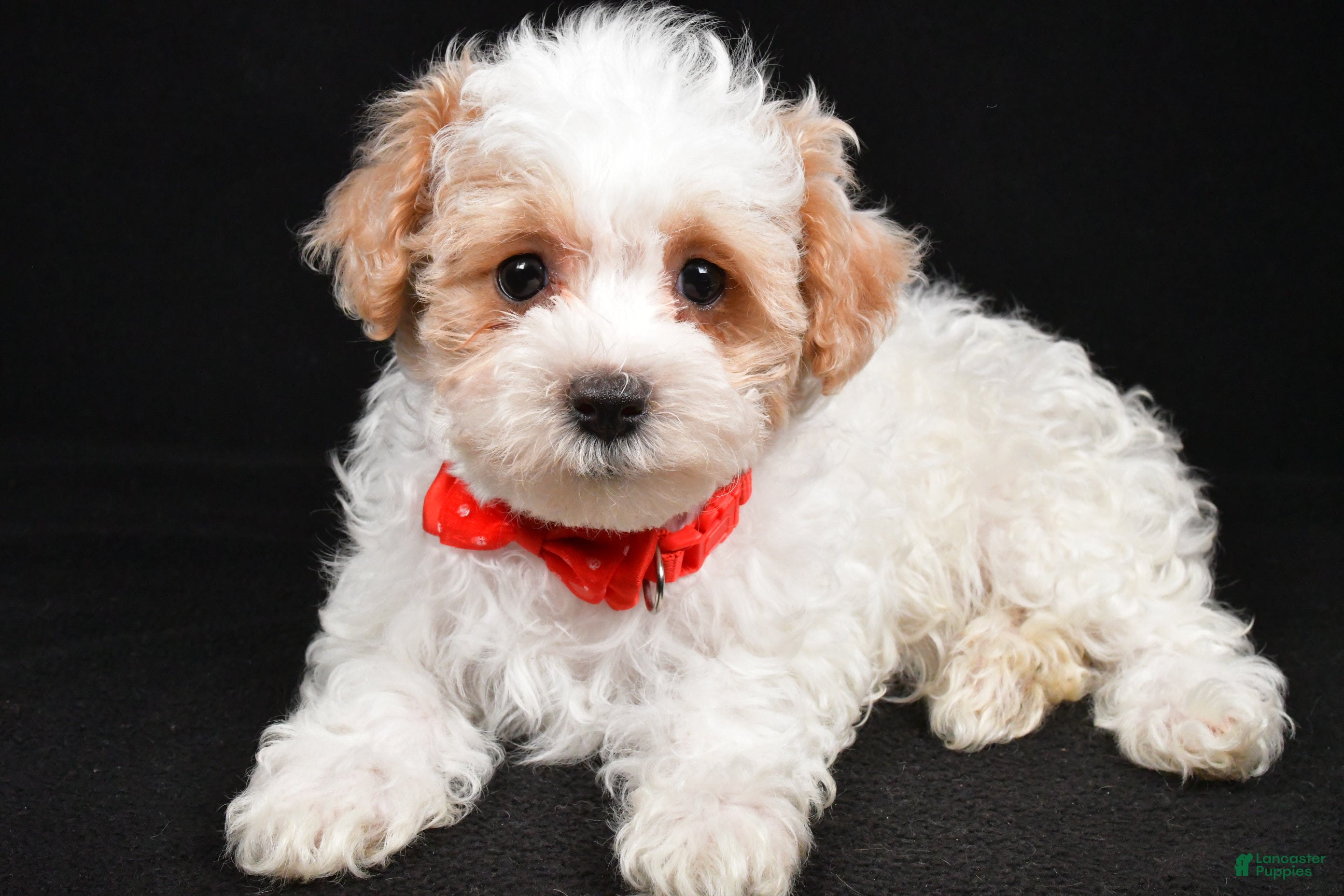 Maltipoo dogs Tate - Ad 27
