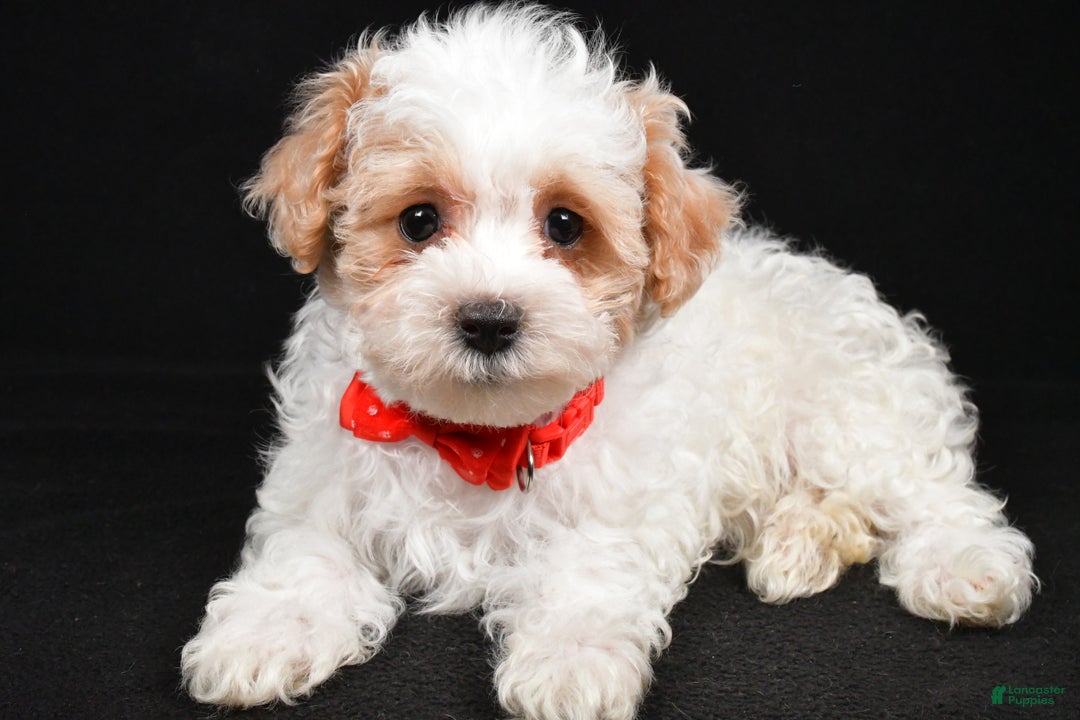 Maltipoo dogs for sale: Tate - Ad 1