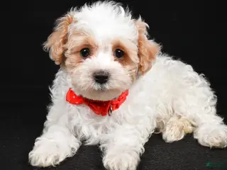 Maltipoo dogs Tate - Ad 36