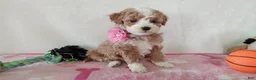 Cavapoo dogs for sale: Pinky  - Ad 3