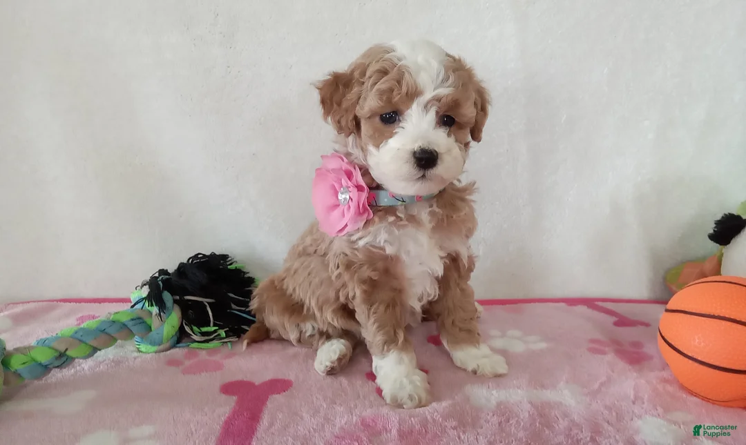 Cavapoo dogs for sale: Pinky  - Ad 3