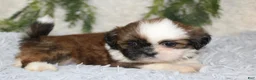 Shih Tzu dogs for sale: Shih Tzu 2 - Ad 3