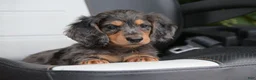 Miniature Dachshund dogs for sale: Buckley - Ad 3