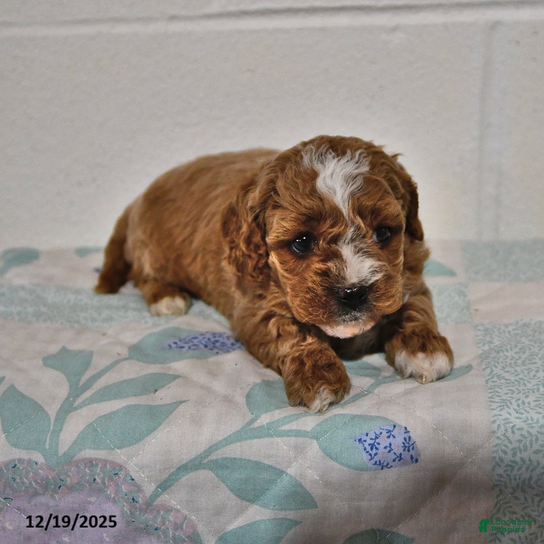 Cavapoo dogs for sale: Cleo - Ad 2