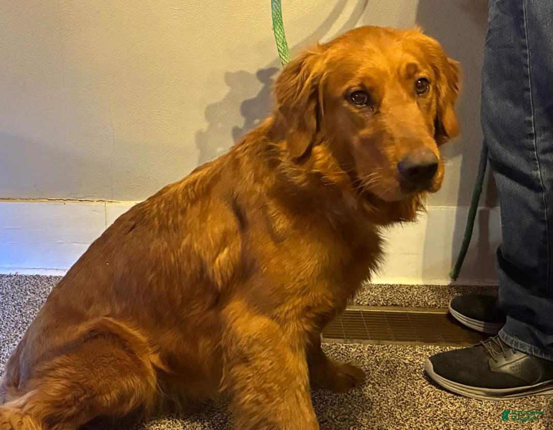 Golden Retriever dogs for sale: Golden Retriever Puppy 1 - Ad 5