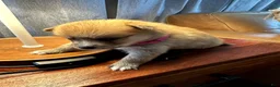 Mixed Breed dogs for sale: Foxy - Female  - Ad 7