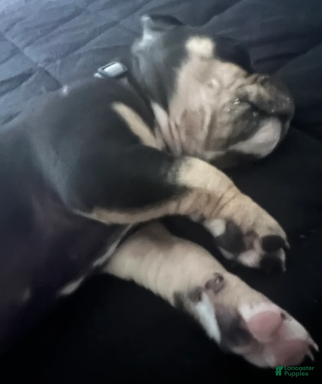 American Bully dogs for sale: American Bully Puppy 1 - Ad 16