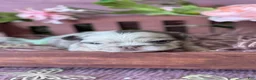 French Bulldog dogs for sale: Mrs. Butterscotch - Ad 4