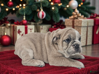 Mixed Breed dogs Pascal - Ad 11