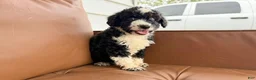 Mini Bernedoodle dogs for sale: Cannoli - Ad 3