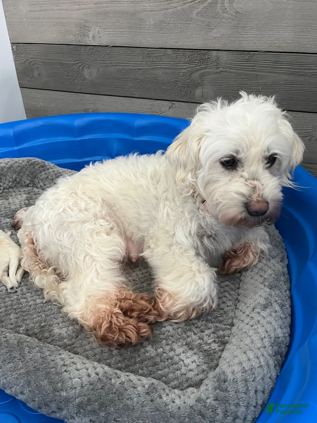 Mini Goldendoodle dogs for sale: Mini Goldendoodle 1 - Ad 2