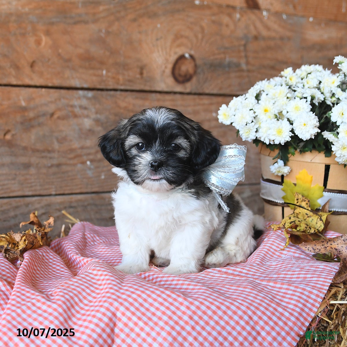 Teddy Bear dogs Piper - Ad 23