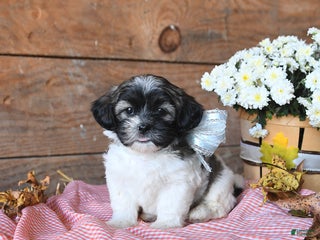 Teddy Bear dogs Piper - Ad 24