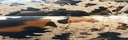 Great Dane dogs for sale: Brisket - Ad 9