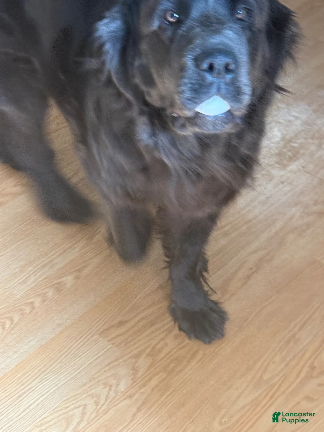 Newfoundland dogs for sale: Bud - Ad 3