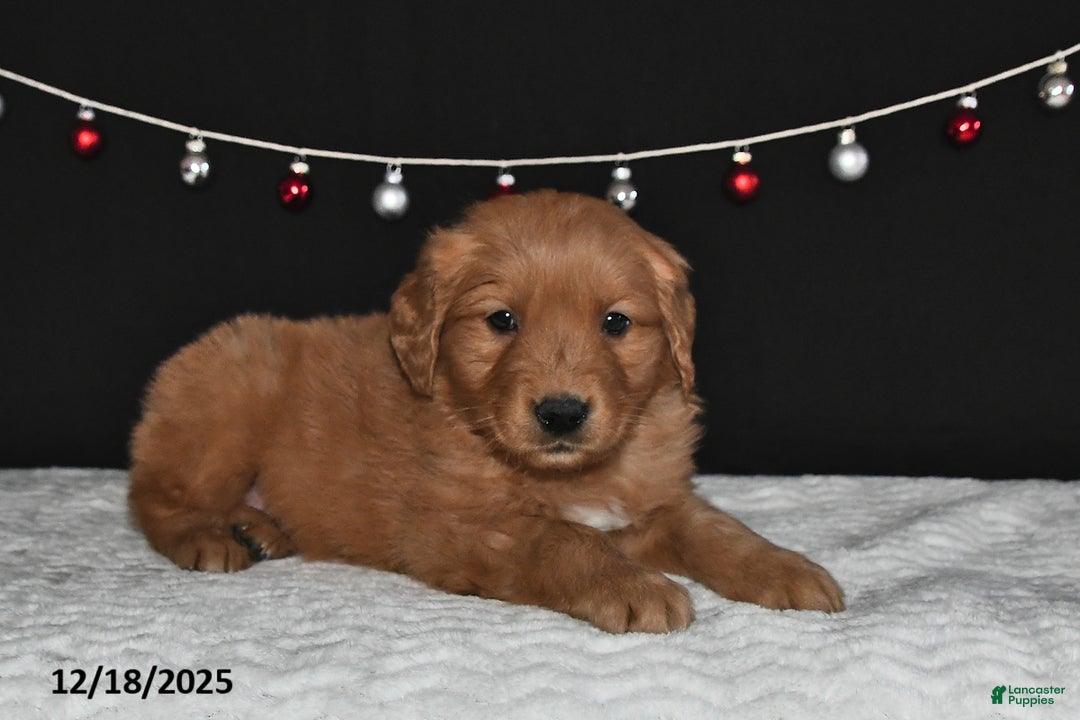 Golden Retriever dogs for sale: Alex - Ad 2