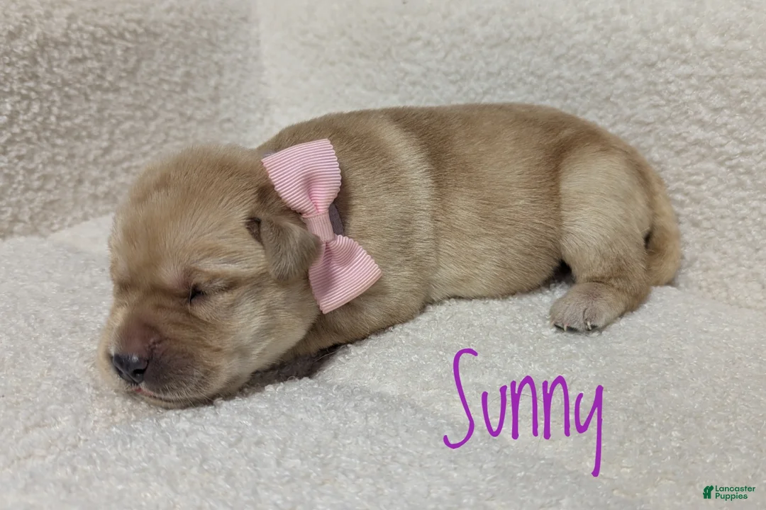 Labrador Retriever dogs for sale: Sunny - Ad 1