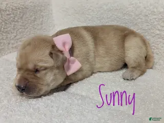 Labrador Retriever dogs for sale: Sunny - Ad 3