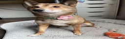 Shiba Inu dogs for sale: Mary - Ad 5