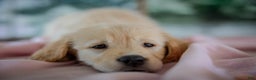 Golden Retriever dogs for sale: Purple - Ad 11