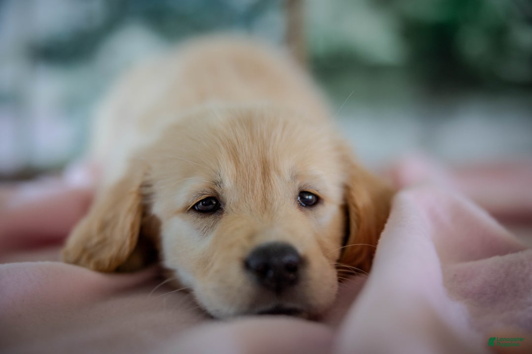 Golden Retriever dogs for sale: Purple - Ad 11