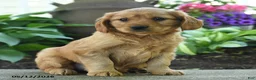 Miniature Golden Retriever dogs for sale: Fido - Ad 3