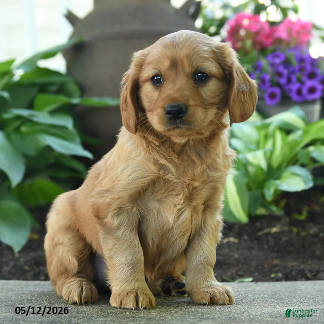Miniature Golden Retriever dogs for sale: Fido - Ad 3