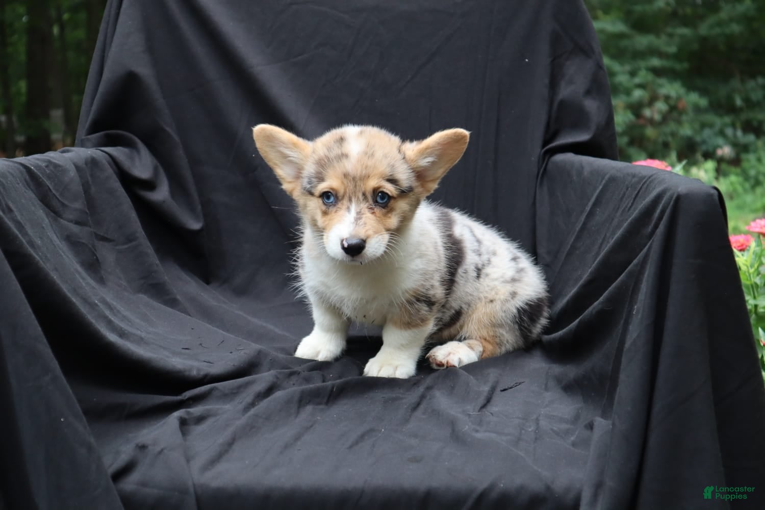 Welsh Corgi Pembroke dogs Splash - Ad 2