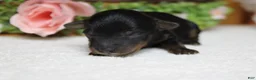 Yorkiepoo dogs for sale: Tramp  - Ad 9