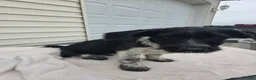 Mini Aussiedoodle dogs for sale: Whisker - Ad 5
