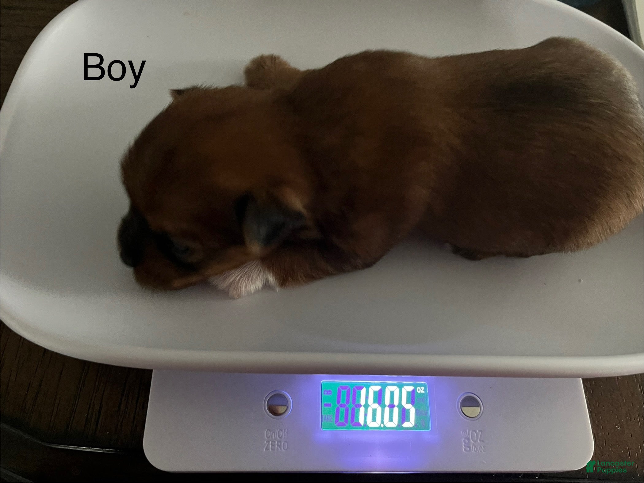 Yorkshire Terrier dogs Yorkshire Terrier Puppy 1 - Ad 32